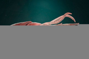 Najdraža arhitektona lignje: veličina, staništa, hrana Najdraža arhitektona lignje: veličina, staništa, hrana